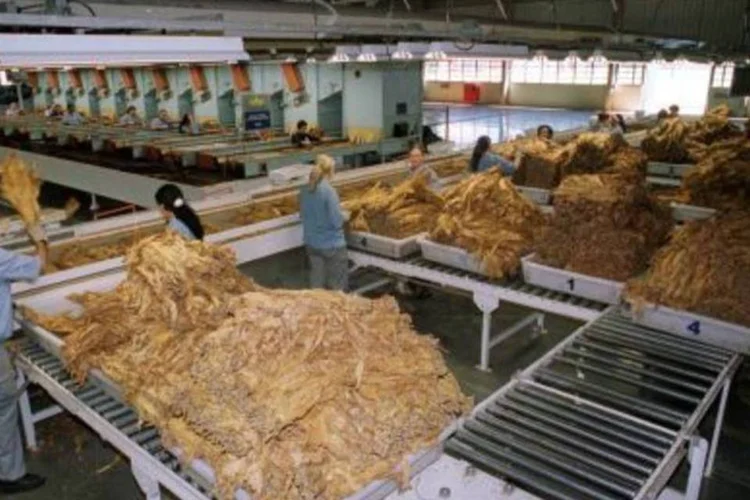 Fábrica da Souza Cruz, no RS: produção de fumo (.)