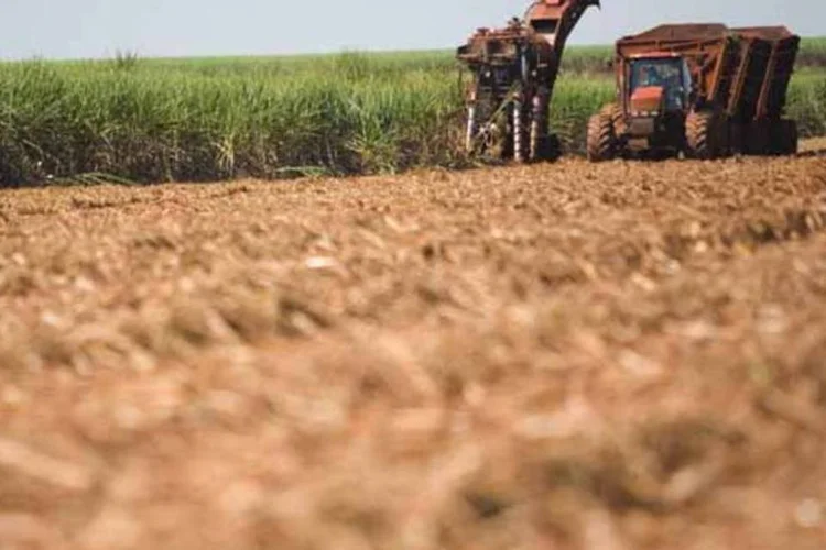 
	Canavial na Fazenda S&atilde;o Martinho: lucro da produtora de a&ccedil;&uacute;car e etanol no segundo trimestre foi bem maior do que o apresentado em 2012
 (ALEXANDRE SCHNEIDER)