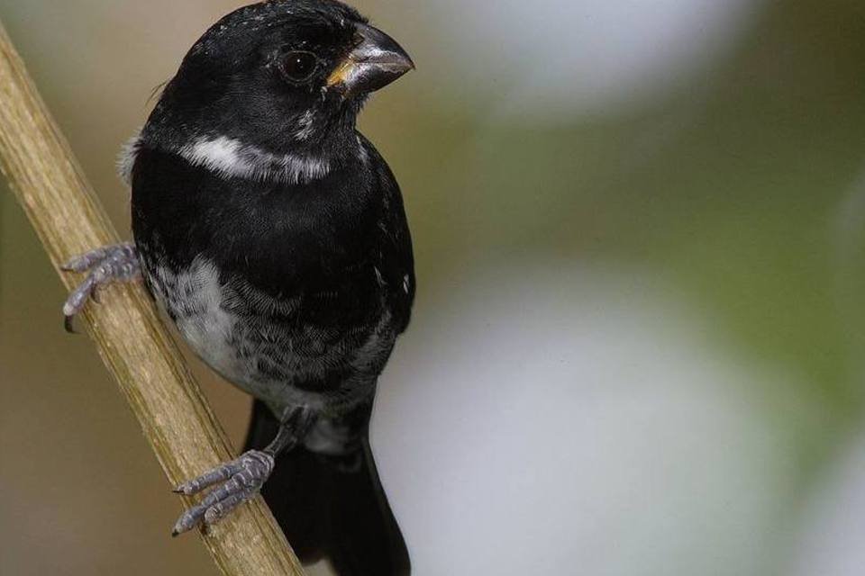 Ave recém descoberta no Brasil está ameaçada de extinção