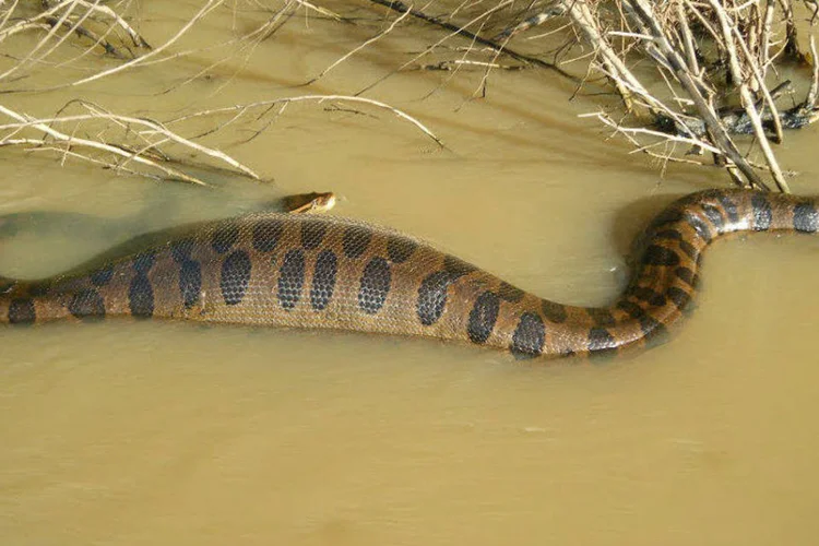 Sucuri: cobra que aparece no anúncio do programa exigiu pelo menos oito homens para segurá-la (Márcio Omar M. da Silva/Wikimedia Commons)