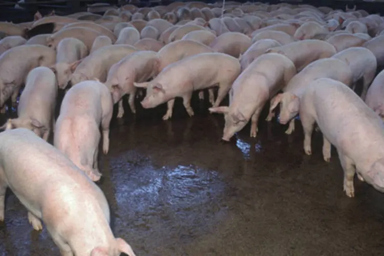 
	Porcos: Uzbequist&atilde;o proibiu a importa&ccedil;&atilde;o de carne su&iacute;na dos EUA
 (Júlio Bernardes/Guia Rural)