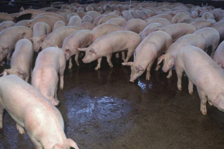 
	Porcos aguardando abate: no per&iacute;odo, o su&iacute;no vivo comercializado na regi&atilde;o de Bragan&ccedil;a Paulista, Campinas, Piracicaba, S&atilde;o Paulo e Sorocaba, acumulou alta de 4,9%
 (Júlio Bernardes/Guia Rural)