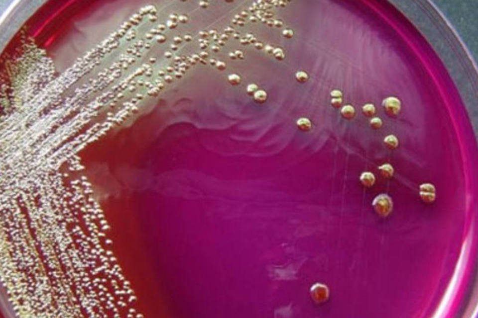 Bactéria E. coli é encontrada em riacho de Frankfurt
