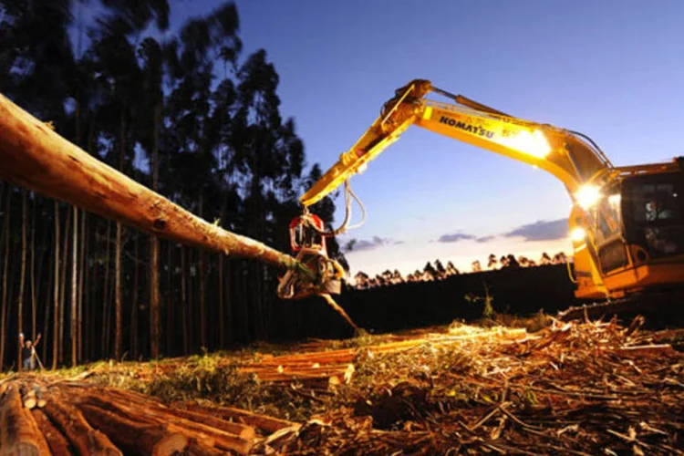 Suzano: grande parte do volume da unidade no Maranhão será dos clientes atuais da Suzano (Germano Lüders/EXAME.com)