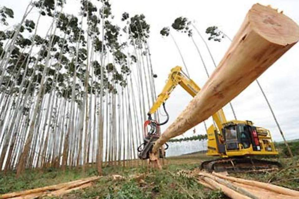 Suzano vai investir US$ 800 milhões em empresa de biomassa