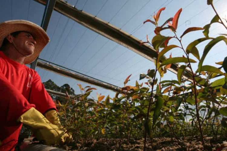 Viveiro da Suzano Papel e Celulose: o desaquecimento na China e na Europa, os dois principais mercados para a celulose, está derrubando a demanda pelo produto (Lia Lubambo/EXAME.com)