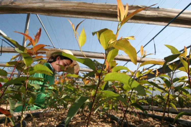 
	Viveiro da Suzano: a empresa fez US$ 884 milh&otilde;es em aquisi&ccedil;&otilde;es desde 2010 e embarcou em um plano para dobrar a produ&ccedil;&atilde;o de celulose, elevando sua d&iacute;vida em 56%
 (Lia Lubambo/EXAME.com)