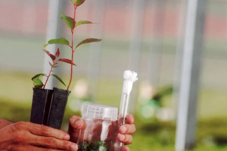 
	Fazenda da Suzano: a empresa &eacute; uma das que fecharam o primeiro trimestre com preju&iacute;zo
 (Bia Parreiras)