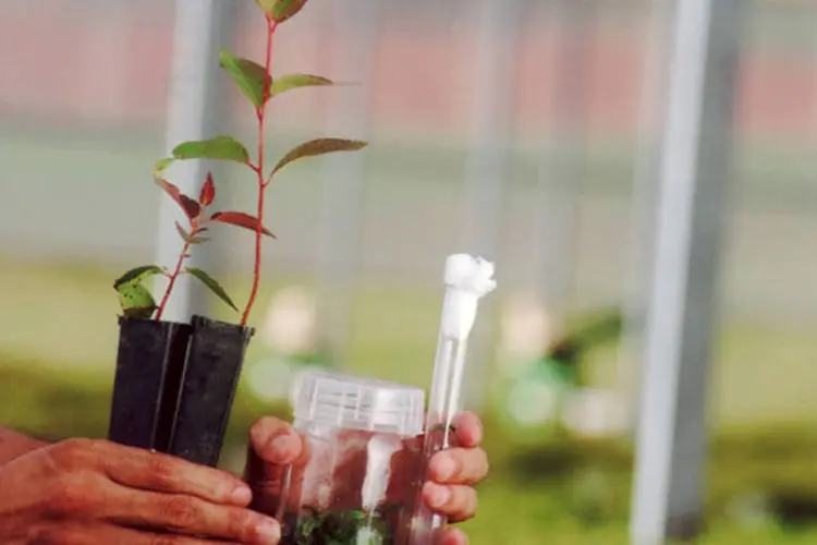 
	Mudas de eucalipto em fazenda da Suzano de Papel e Celulose: entidade afirma que o eucalipto geneticamente modificado traz ganhos de produtividade
 (Bia Parreiras)