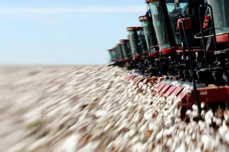 
	Colheita de algod&atilde;o: comercializa&ccedil;&atilde;o de fertilizantes somou 4,29 milh&otilde;es de toneladas no bimestre
 (Adriano Machado/Bloomberg)