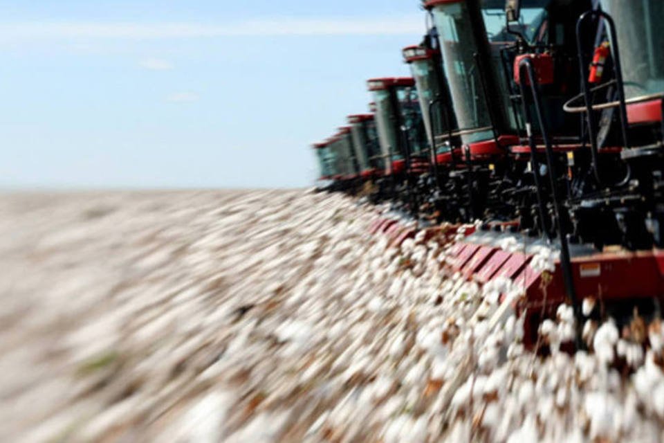 Monsanto lança nova variedade de algodão transgênico