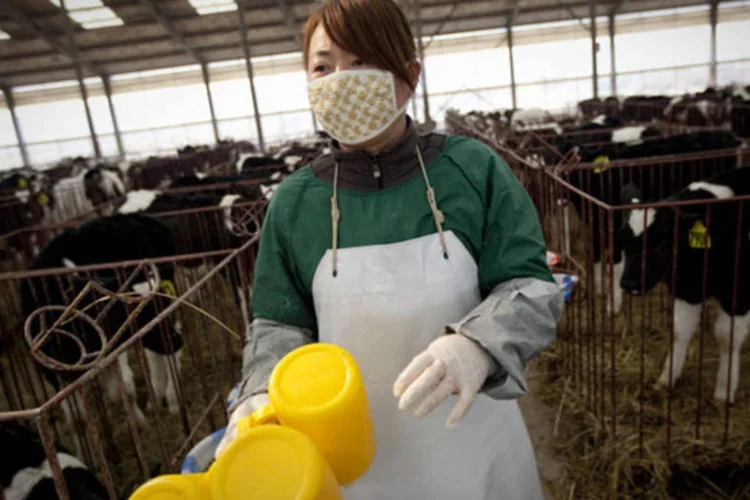 Mulher trabalhando na produção de leite da Fonterra em na fazenda Tangshan da província de Hebei, na China (Nelson Ching/Bloomberg)