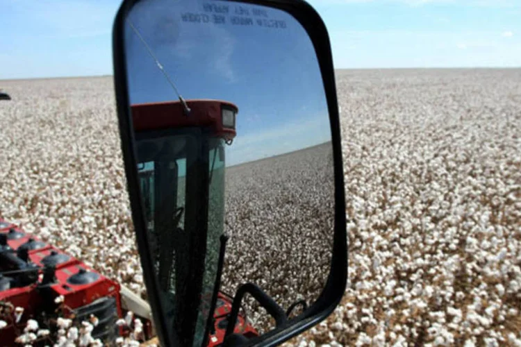 
	Colheita de algod&atilde;o: companhias se juntaram&nbsp;para a abertura da SLC-MIT Empreendimentos Agr&iacute;cola
 (Adriano Machado/Bloomberg)