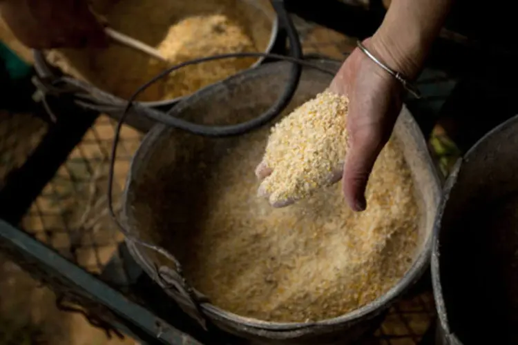 Grãos de milho usados como ração em uma fazenda que pratica técnicas de agricultura orgânica em Pequim, na China (Nelson Ching/Bloomberg)