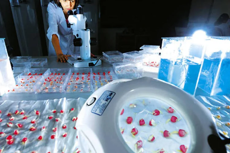 
	Laborat&oacute;rio da Syngenta: conselho rejeitou por unanimidade a oferta da Monsanto
 (GERMANO LUDERS)