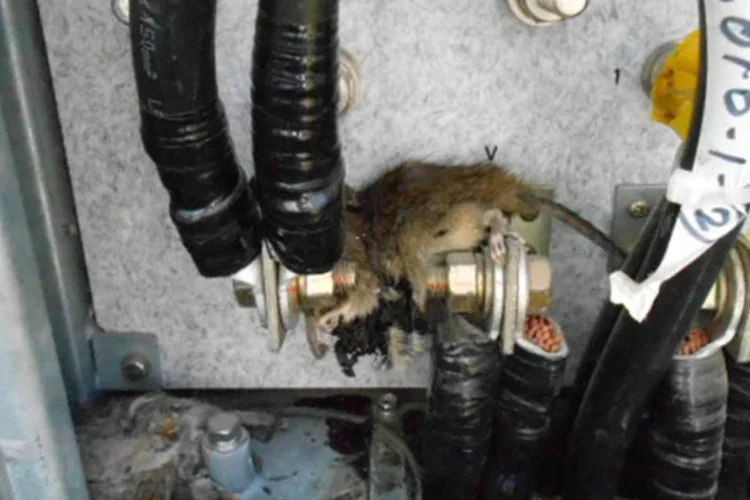 Ratos mortos na caixa de um transformador para o sistema de resfriamento da piscina de combustível gasto do reator número 2 de Fukushima (Tokyo Electric Power Co/Divulgação)
