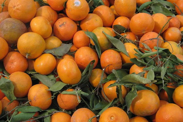 Tangerinas (BrokenSphere/WikimediaCommons)