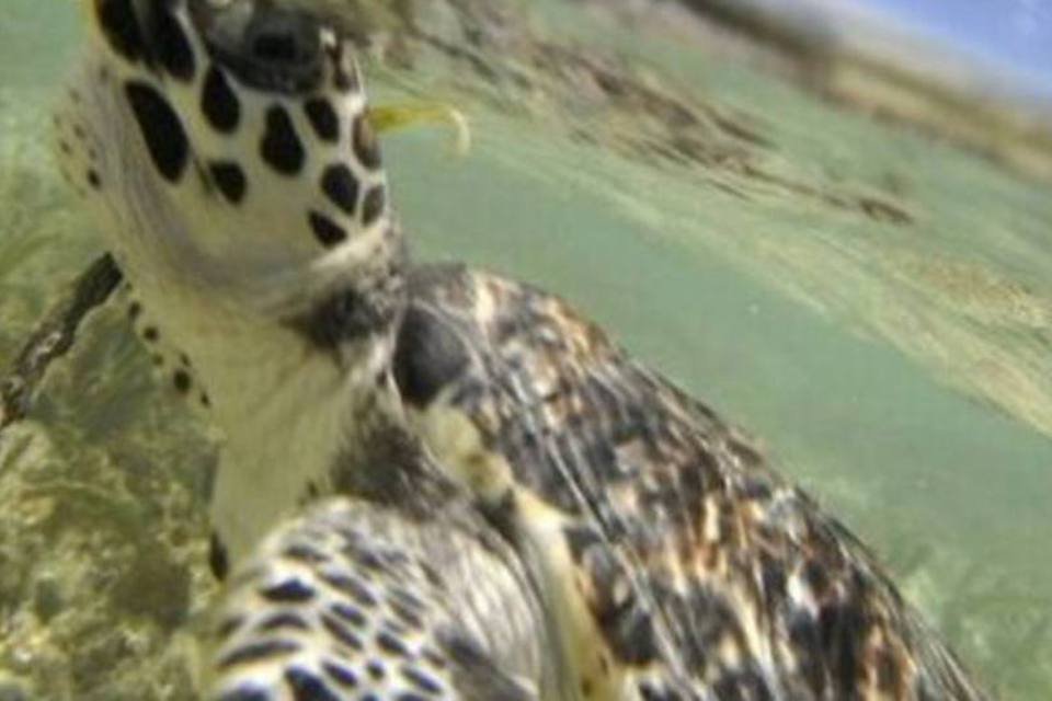 Cientistas pedem que casco da tartaruga-de-pente não seja comercializado