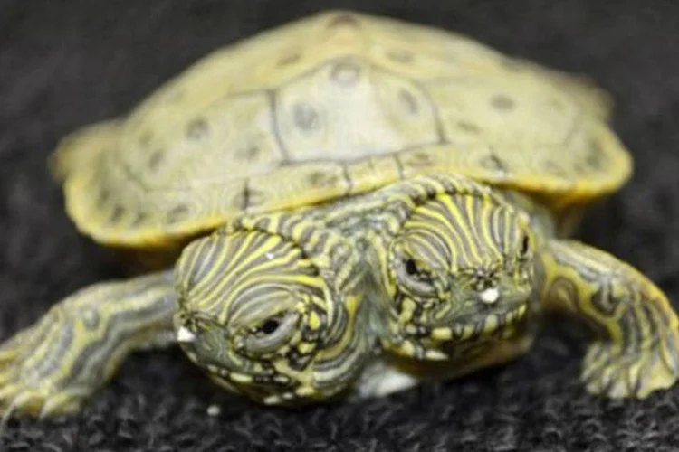 
	O animal &eacute; da esp&eacute;cie Texas Cooter e nasceu em uma ninhada com mais tr&ecirc;s filhotes
 (Divulgação)
