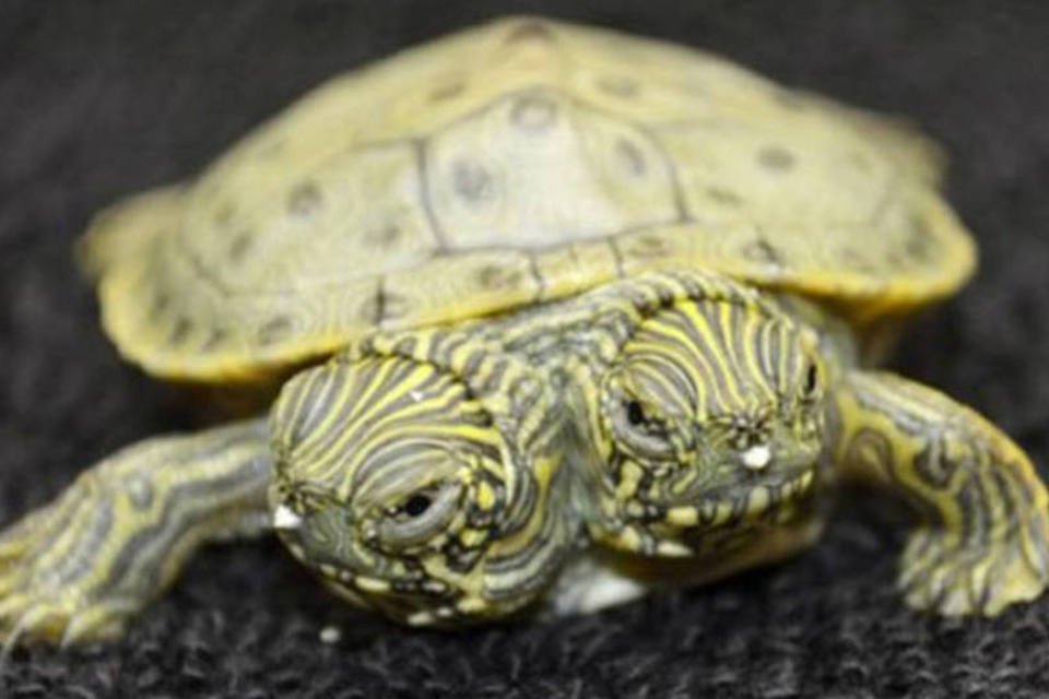 Tartaruga de duas cabeças nasce em zoo dos EUA