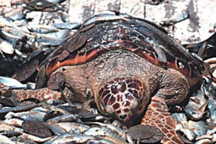 Antes da aplicação dos esforços de conservação, mais de 300.000 tartarugas eram capturadas por acidente a cada ano
 (AFP)