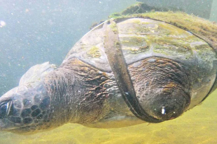 Tartaruga ganha nadadeiras artificiais: além de ser ameaçada de extinção, ela ficou presa a uma rede de pesca e se machucou profundamente - as duas patas foram decepadas (Reprodução/Israel Sea Turtle Rescue and Rehabilitation Center)