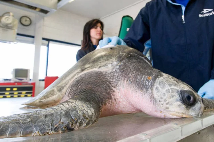 Agonia: a ingestão de detritos plástico pode causar asfixia, ferir órgãos internos do animal e até levá-lo à morte por inanição. (Getty Images)