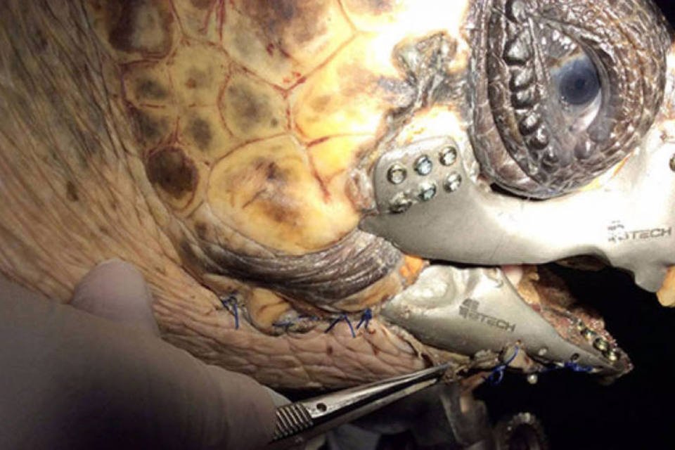 Após acidente, tartaruga ganha prótese impressa em 3D