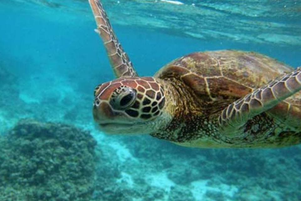 Oceanos são heróis e vítimas do aquecimento global