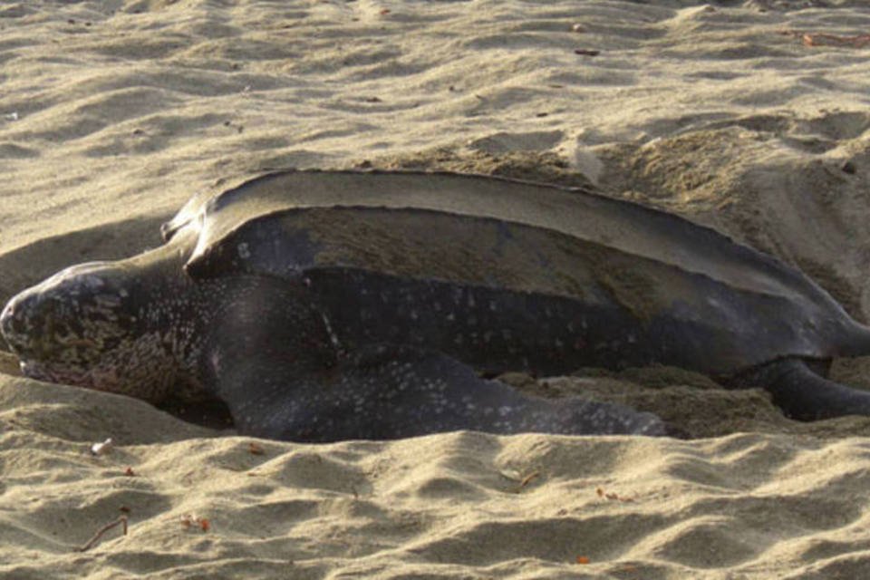 Zoológicos de NY protegerão tartarugas em extinção