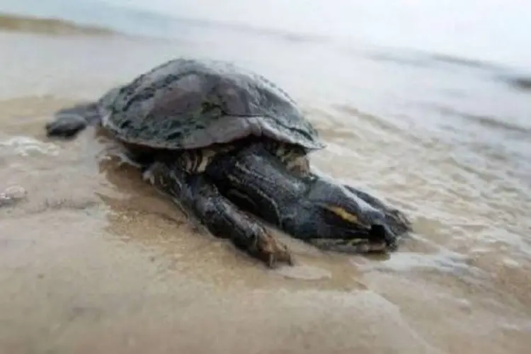 Tartaruga suja do óleo do vazamento do Golfo do México: acidente já custou US$ 32,2 bilhões à BP (.)