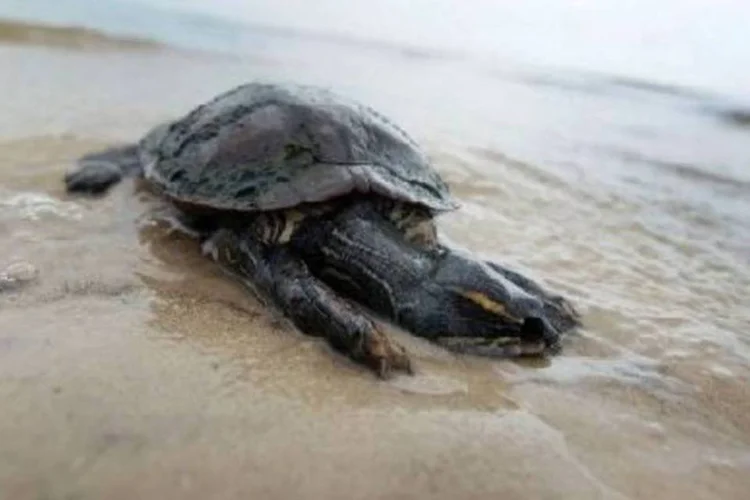 Tartaruga suja do óleo do vazamento do Golfo do México: acidente já custou US$ 32,2 bilhões à BP (.)