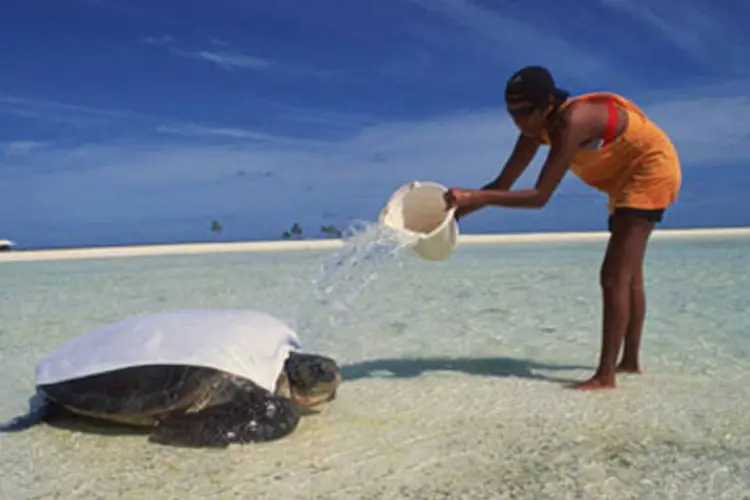 Foto de tartaruga marinha gigante faz parte da exposição Fora da Ordem: Fotografias da National Geographic em exposição em SP.    (.)