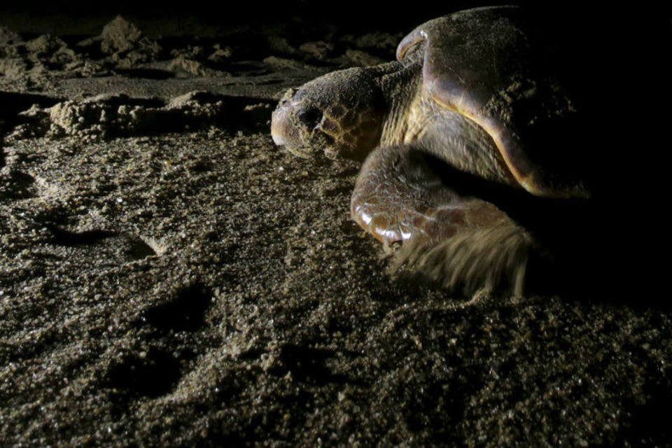 Lama atinge reserva de desova de tartarugas-gigantes no ES