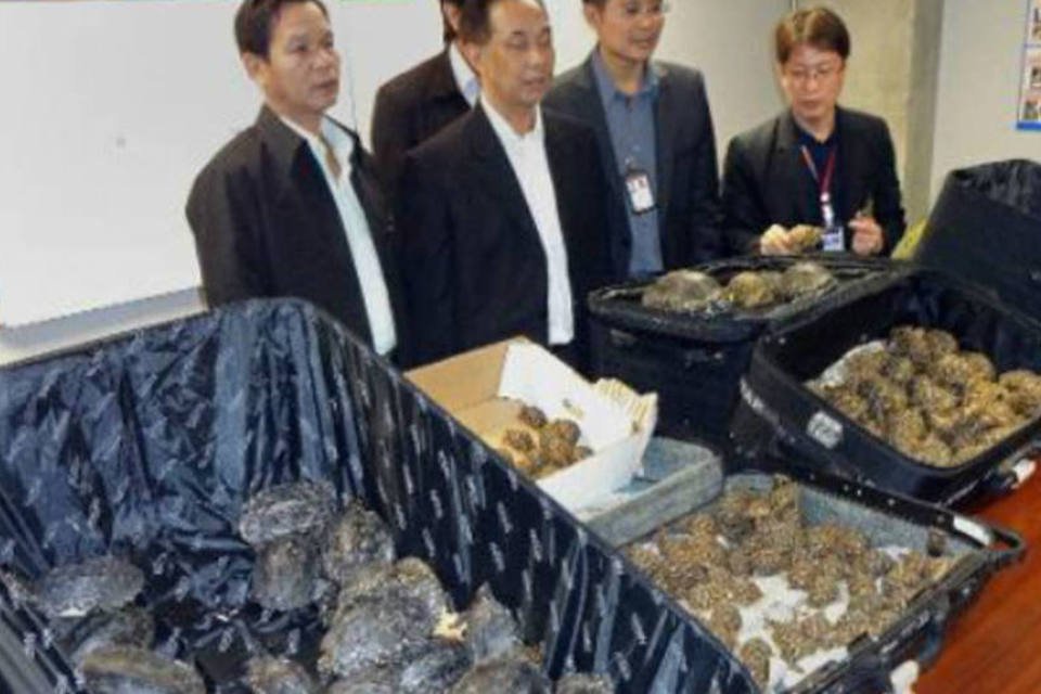 Tartarugas são achadas em malas no aeroporto de Bangcoc
