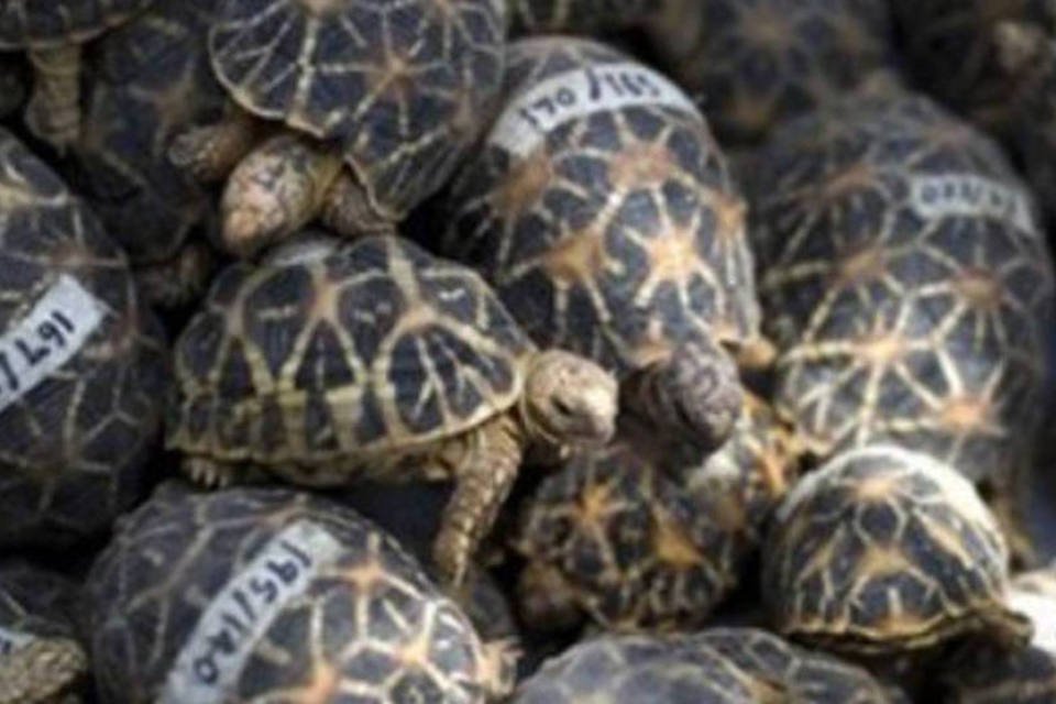 Tartarugas ameaçadas de extinção são apreendidas em Bangcoc