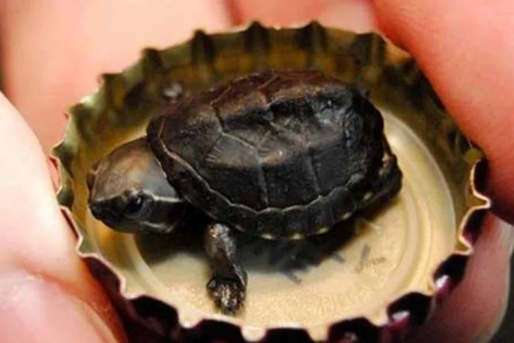 Esta é a menor tartaruga que já foi encontrada pela ONG (Reprodução/Pacific Northwest Turtleworks)