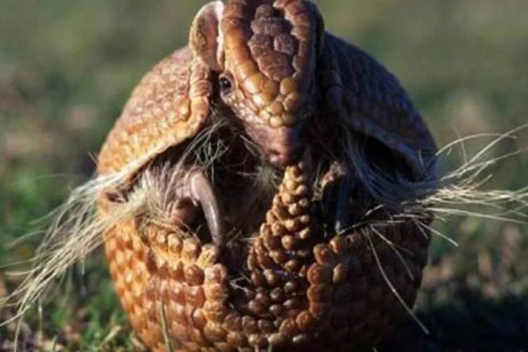 
	Tatu-bola: a situa&ccedil;&atilde;o piorou, por exemplo, para o animal
 (ONG A Caatinga)
