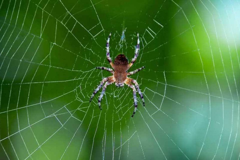 
	Teia de aranha: prete&iacute;na faz parte de novo composto
 (Thinkstock)