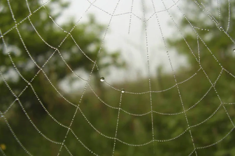 
	Teia de aranha: Incluir gastos com pessoas que n&atilde;o s&atilde;o dependentes &eacute; um dos principais erros
 (Stock.xchng/ Skyro)