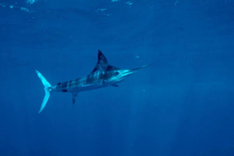 Peixe Tetrapturus: pela primeira vez, o agulhão da espécie Tetrapturus georgii foi identificado no Atlântico Sul (Getty Images)