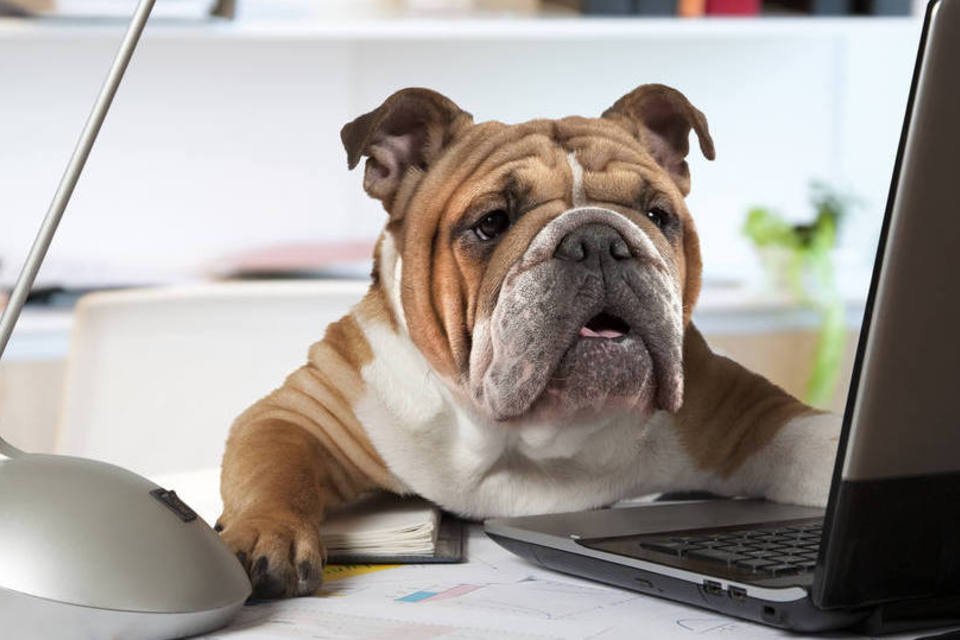 
	Cachorros no trabalho: presen&ccedil;a de pets pode diminuir o n&iacute;vel de estresse at&eacute; para quem n&atilde;o tem bichinhos em casa
 (ThinkStock/alkir)