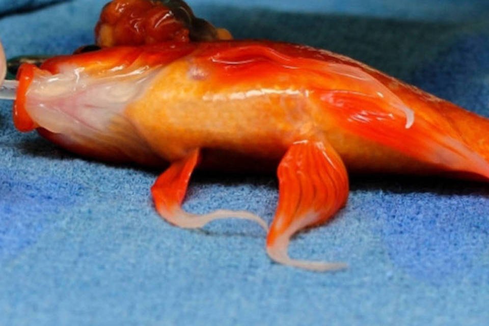 Peixe de 10 anos é operado para remover tumor cerebral
