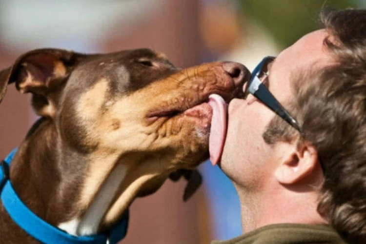 
	&quot;Beijo&quot;: hip&oacute;tese dos cientistas &eacute; a de que micr&oacute;bios escondidos no intestino canino possam ter efeito probi&oacute;tico no corpo humano
 (Wikimedia Commons)