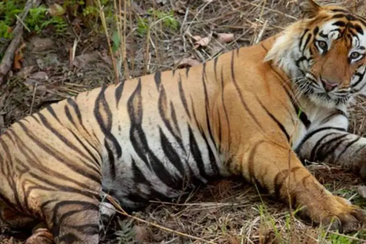 Há 100 anos, cerca de 100 mil tigres selvagens viviam na Ásia; hoje são apenas 3,2 mil
 (Brian Gratwicke/Wikimedia Commons)