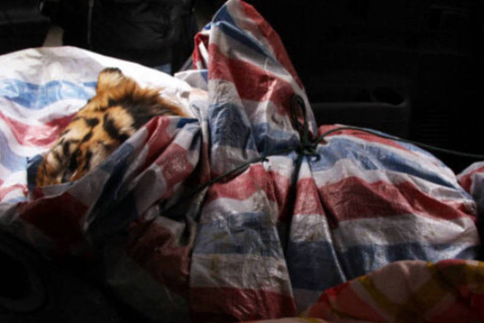 Tigres são sacrificados para divertir chineses ricos