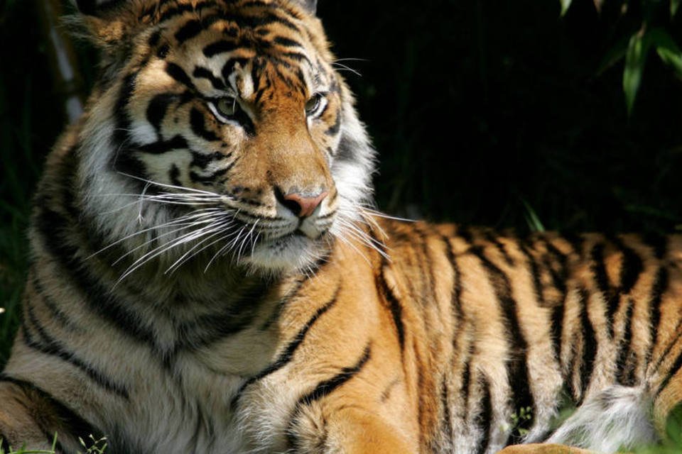 Tigres matam mulher e ferem outra em parque de Pequim