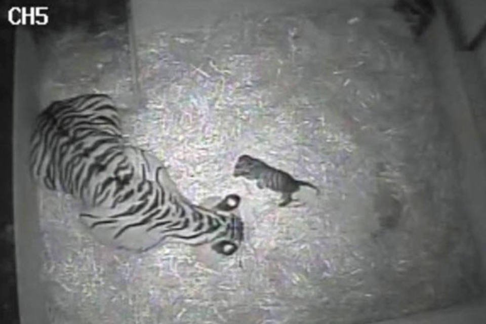 Já viu um tigre de Sumatra nascer? Essa é a sua chance rara