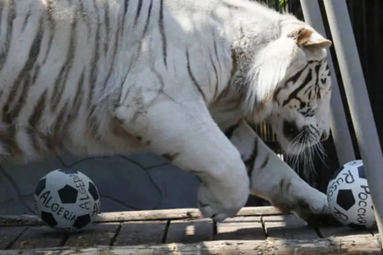 Tigre-de-bengala "prevê" partida entre Rússia e Argélia (Ilya Naymushin / Reuters)