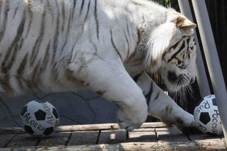 Russos colocam tigre para adivinhar resultado de jogo